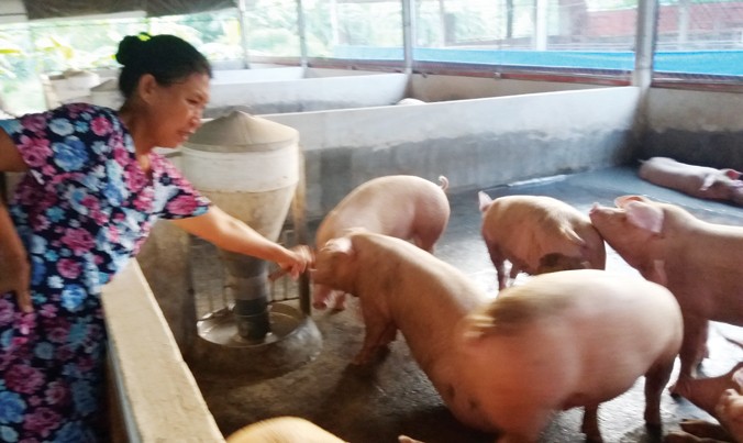 Người chăn nuôi nhỏ lẻ ở Đồng Nai chưa biết đến đề án truy xuất nguồn gốc heo của TPHCM.