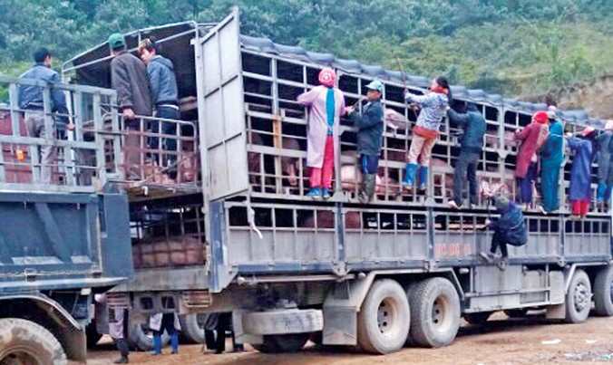 Nhiều người được thuê để lùa lợn từ thùng xe tải xuống.