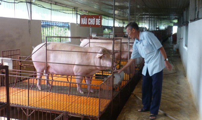 Tiêu chí  3 không trong mô hình nuôi lợn sạch tại xã Thái Bình huyện Yên  Sơn