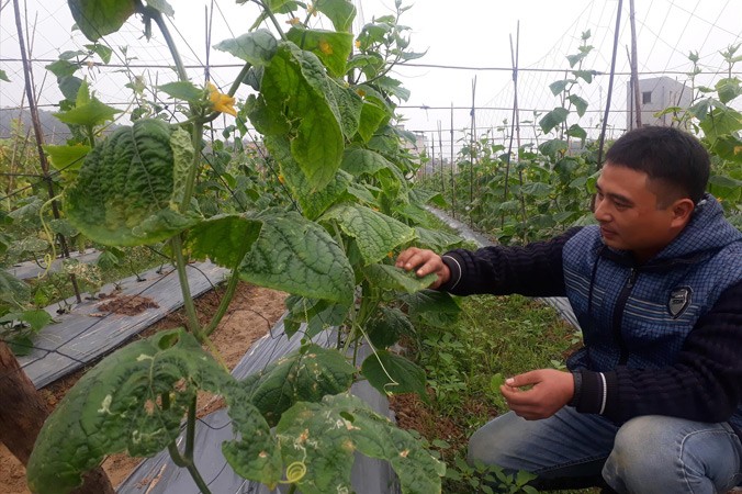 Anh Trần Mạnh Quảng kiểm tra sự phát triển cây trồng ở trang trại.