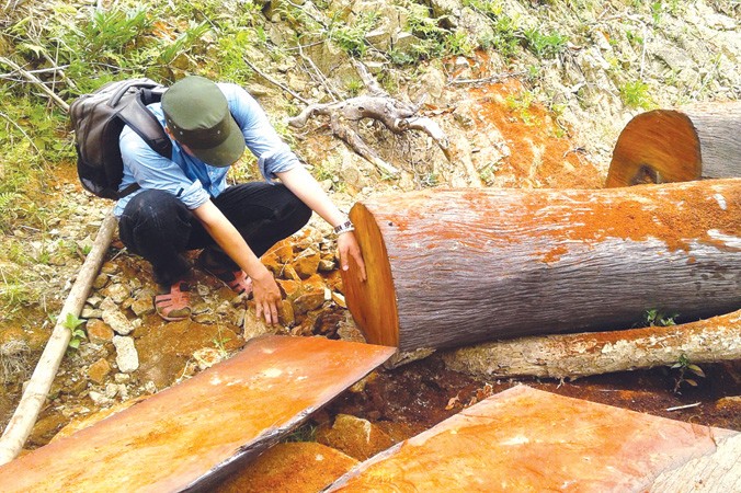 Những cánh rừng ở Quảng Nam bị tàn sát không thương tiếc.