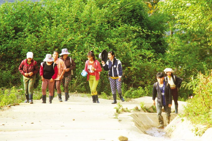 Người dân hai thôn Ðắk Dơn, Long Láy lên khu căn cứ cách mạng chăm sóc vườn sâm của mình.