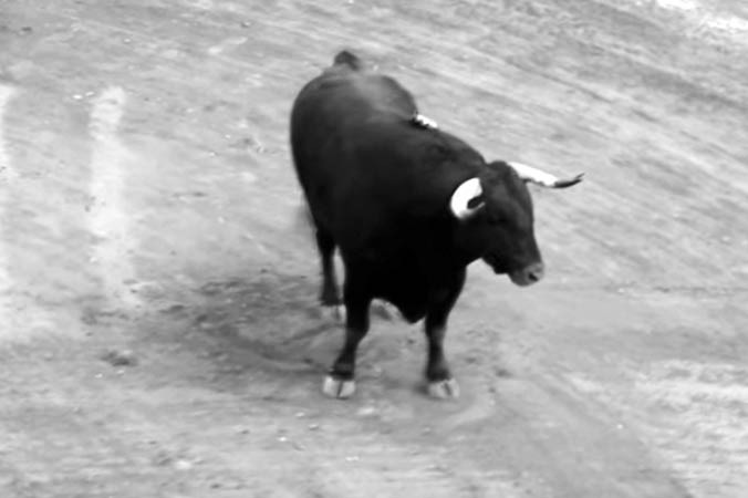 Bồ Đào Nha bác bỏ dự luật cấm nghề đấu bò