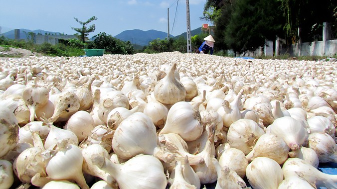 Phơi tỏi vừa thu hoạch ở thôn Ninh Yển, xã Ninh Phước