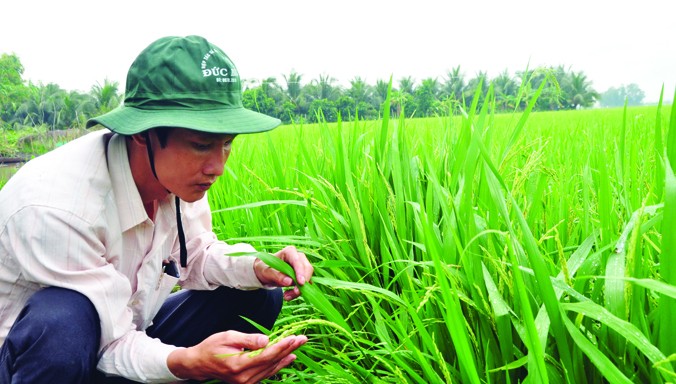 Ông Thấm trên đồng lúa 260 ha. Ảnh: Hòa Hội