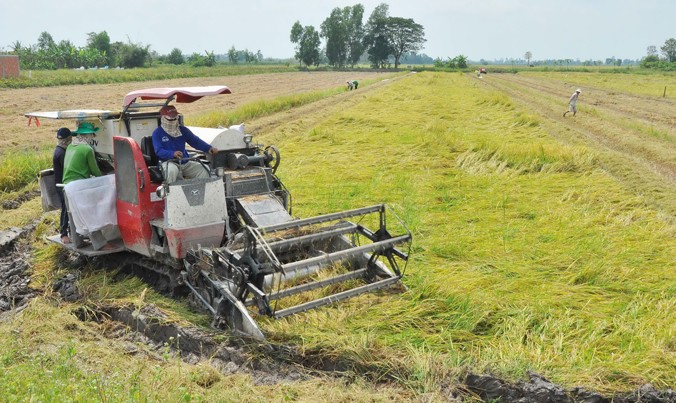 Máy đang gặt lúa của ông Đỗ Văn Tuấn . Ảnh: Hòa Hội