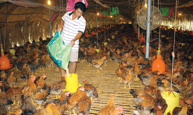 Càng Nuôi Càng Lỗ