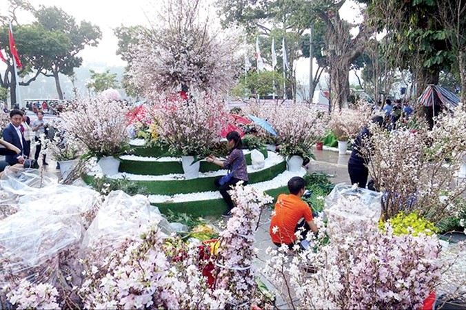 Hà Nội chỉ tổ chức lễ hội hoa anh đào duy nhất.