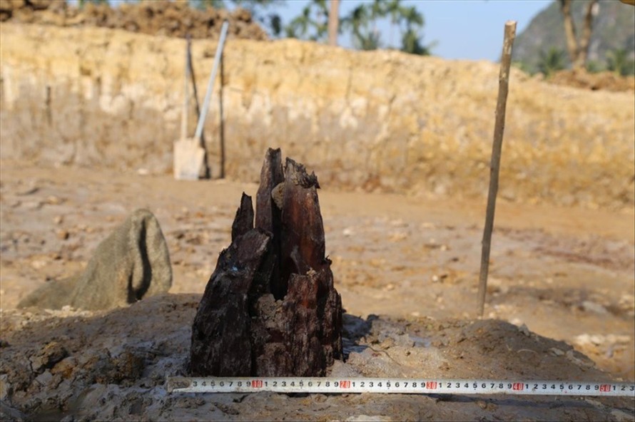 Cọc gỗ tại hố khai quật ở Cao Quỳ, Hải Phòng có đường kính lớn hơn bãi cọc ở Quảng Ninh. Ảnh: VKC 