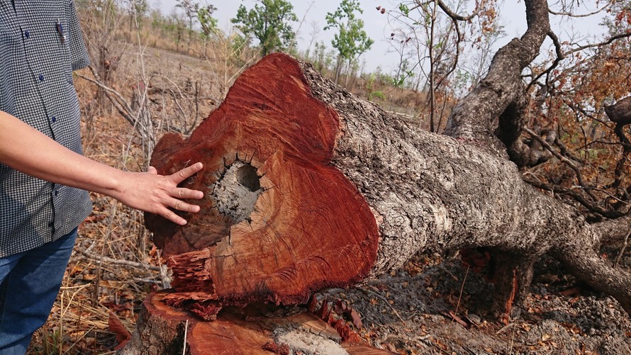 Không chỉ chi sai hàng tỷ đồng tiền dịch vụ môi trường rừng, thời gian qua, Quảng Nam còn phát hiện hàng loạt vụ phá rừng trái phép. Ảnh: Hoài Văn