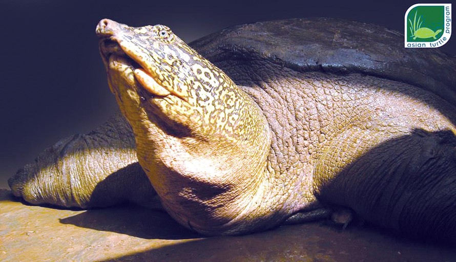 Hình ảnh mới nhất về cá thể rùa Hoàn Kiếm ở hồ Đồng Mô. Ảnh: ATP