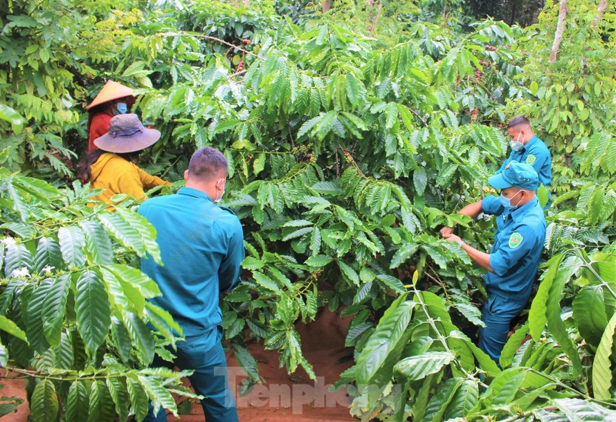 Các cán bộ, chiến sĩ giúp dân thu hoạch cà phê