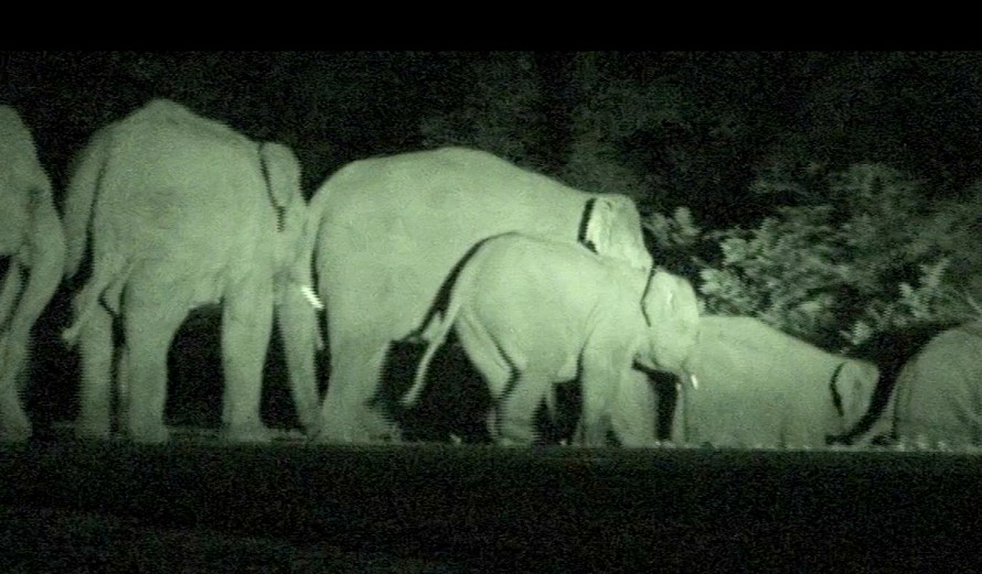 Đàn voi rừng xuất hiện ở khu vực Ea Súp năm 2012. Ảnh: Văn Thụ