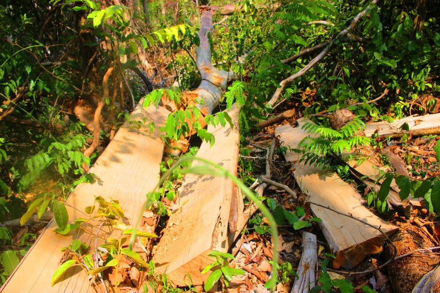 Hiện trường một vụ phá rừng tại khu vực giáp ranh Đắk Lắk-Gia Lai