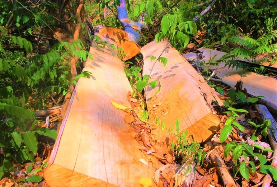 Hiện trường một vụ phá rừng trong Khu bảo tồn thiên nhiên Ea Sô
