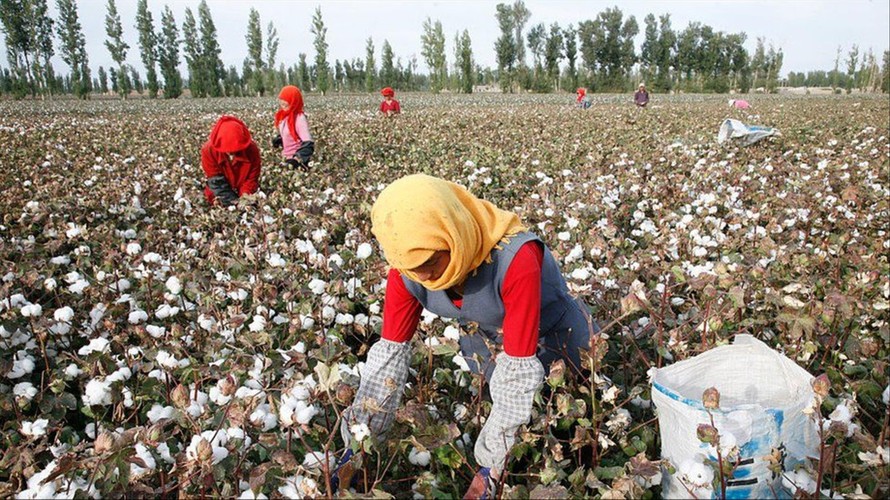 Phương Tây cho rằng người dân Tân Cương bị ép thu hoạch bông để cung cấp cho thị trường toàn cầu. Ảnh: Getty Images