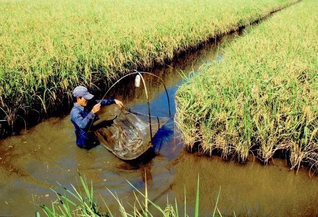 Mô hình tôm - lúa đang đem lại hiệu quả cao tại các tỉnh Ðồng bằng sông Cửu Long