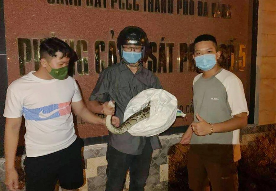 Đặng Thái Tuấn (ở giữa) hỗ trợ giải cứu chú trăn “đi lạc” vào khuôn viên trụ sở Phòng Cảnh sát PCCC&CNCH số 5 (quận Cẩm Lệ, Đà Nẵng) đầu tháng 10