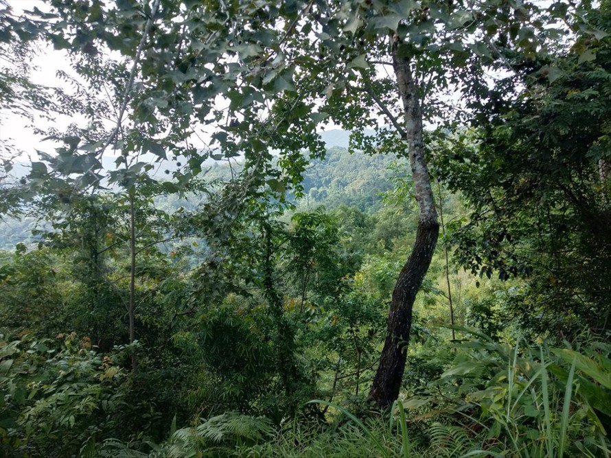 Trên 300 ha rừng ở xã Hòa Bình, huyện Bình Gia được cấp trái quy định Ảnh: Duy Chiến 