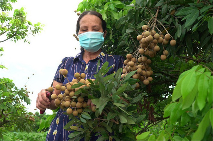 Nông dân ở Sơn La tỏ ra lo lắng trước việc nhãn đến vụ thu hoạch nhưng bí đầu ra Ảnh: PV 
