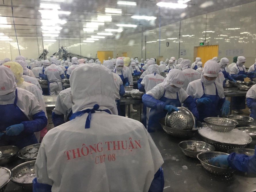 Công nhân chế biến tôm nước lợ xuất khẩu tại Công ty TNHH Thông Thuận 