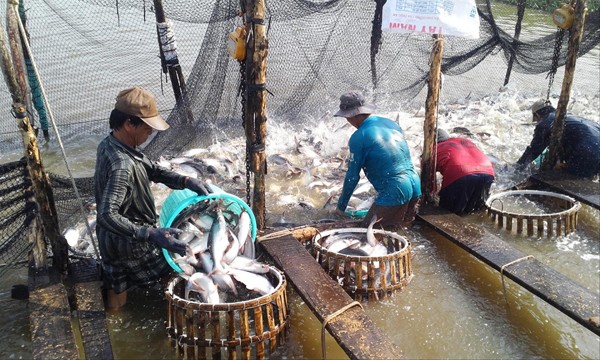 Dù xuất khẩu nhiều năm, nhưng cá tra Việt Nam vẫn chưa xây dựng được thương hiệu ảnh: Bình Phương 