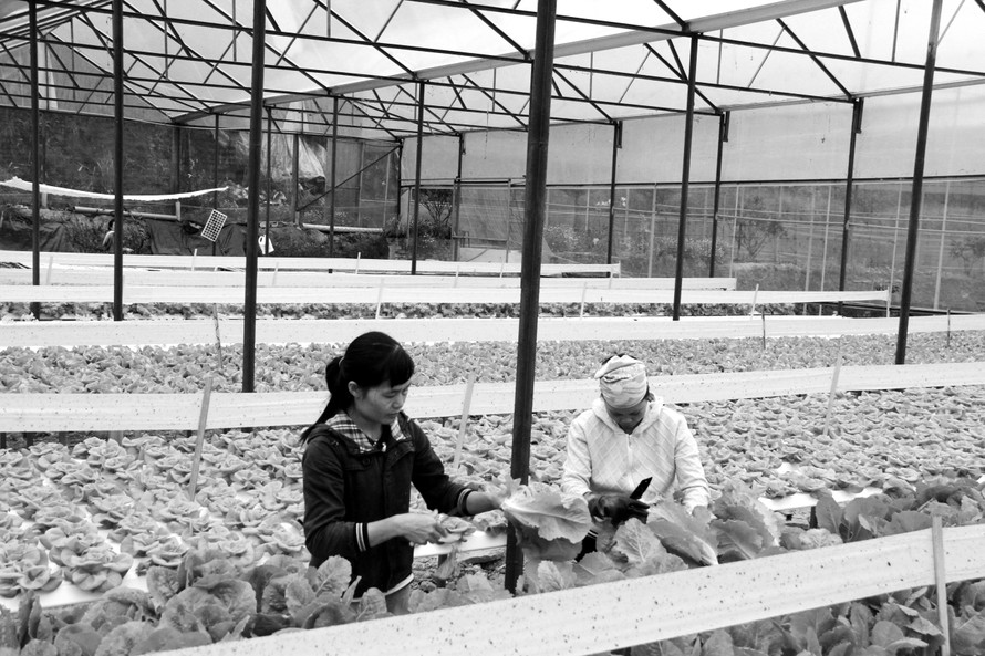 Một trang trại trồng rau công nghệ cao tại TP Đà Lạt Ảnh: ĐD 