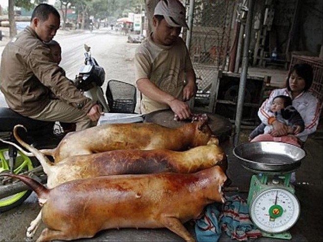 Một điểm bán thịt chó tại Hà Nội