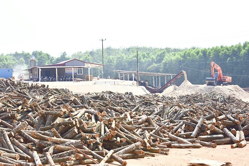 Gỗ dán là sản phẩm đầu ra của dăm gỗ từ rừng trồng của nông dân. Ảnh minh hoạ.