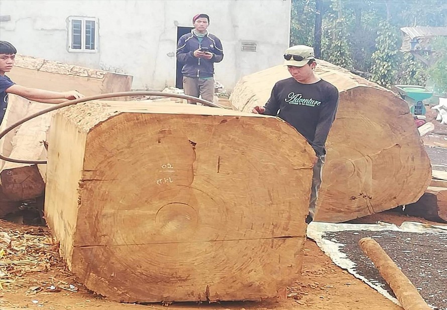 Tang vật vụ khai thác gỗ du sam trái phép 