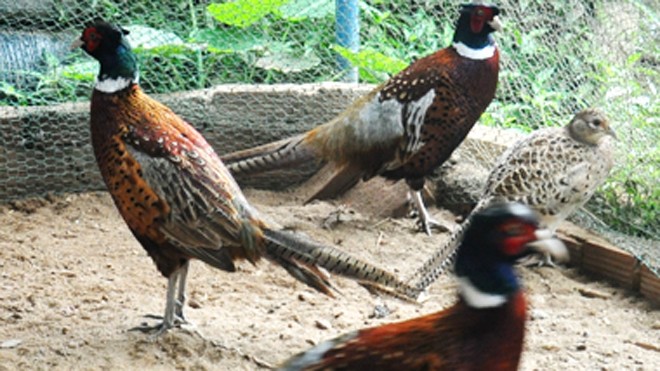 Chim trĩ đỏ 7 màu - Trang trại Phan Minh Hồng