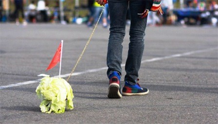 Giới trẻ Trung Quốc rộ “mốt” dắt bắp cải đi dạo