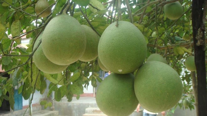 Ăn bưởi cải thiện chức năng phổi