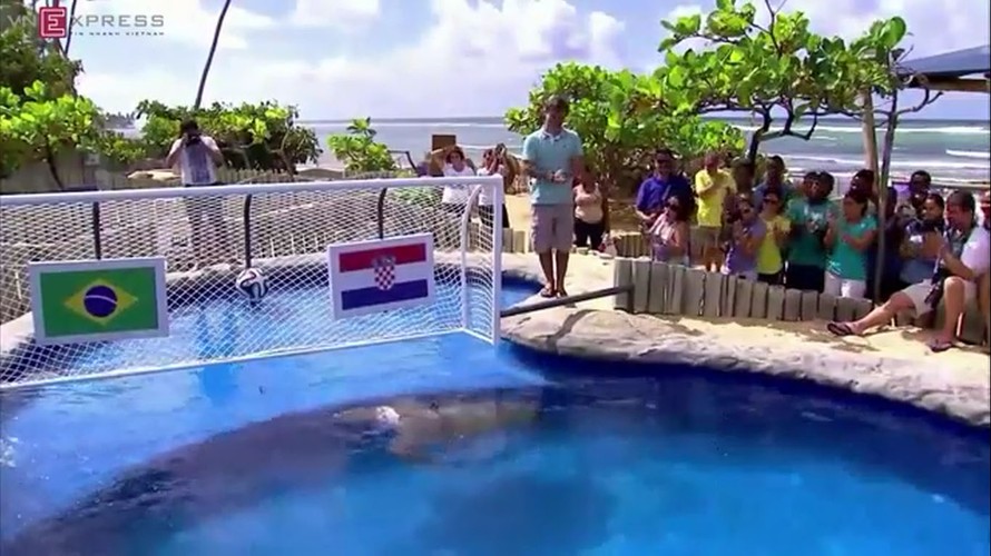 Rùa dự đoán Brazil thắng trận mở màn World Cup