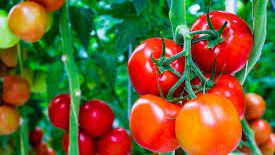 Vì sao ăn cà chua lại bị đau bụng?
