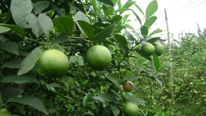 Sản lượng quả không cao như các năm trước, nhưng nhờ chất lượng tốt nên doanh thu từ vườn chanh đào của ông Đảo cũng lên đến 400 - 450 triệu đồng. Ảnh: Zing