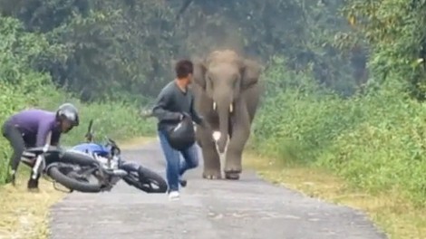 Bị voi đuổi, quẳng xe môtô bỏ chạy thục mạng