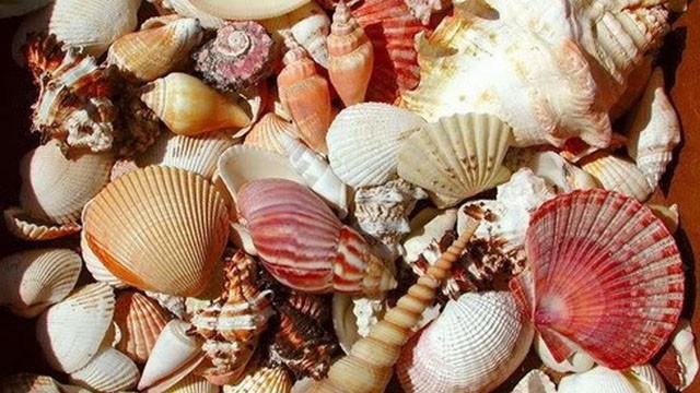 Cần cảnh giác với những loại ốc lạ, đẹp mắt, có màu sắc sặc sỡ. Ảnh minh họa.