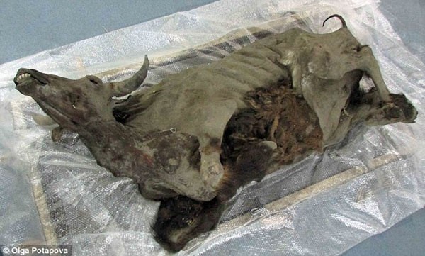 Khám nghiệm xác ướp nguyên vẹn của bò rừng kỷ Băng Hà
