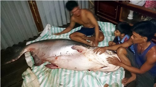 Con cá tra dầu có trọng lượng gần 140 kg vừa được nông dân ở tỉnh Đồng Tháp bắt được. Ảnh: VTC News. 