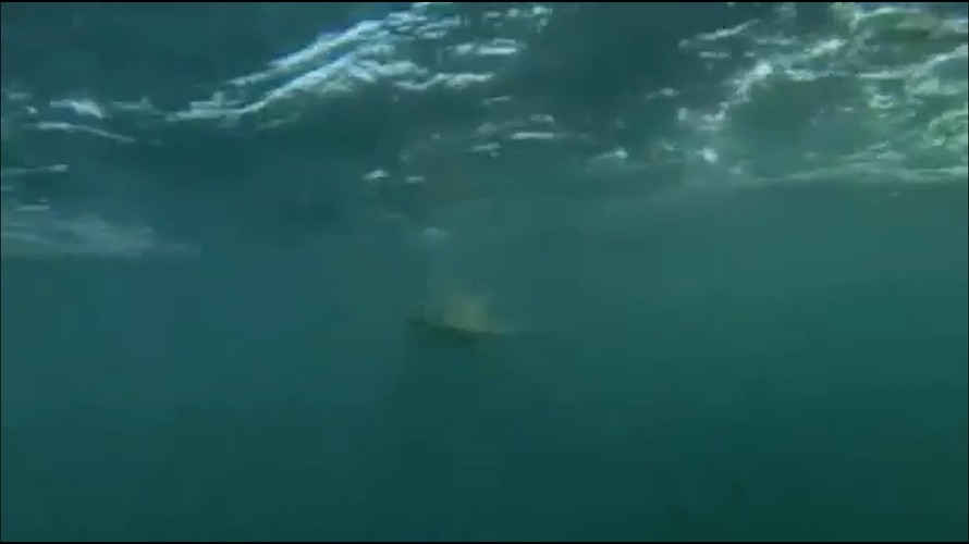 Cá mập bám theo người 3km trên vùng biển Mỹ