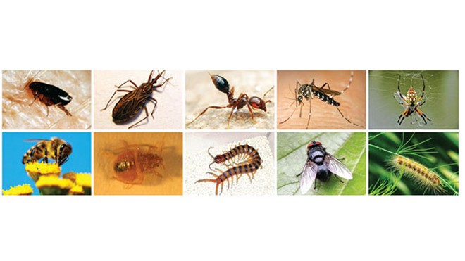 10 loại côn trùng nguy hiểm thường gặp