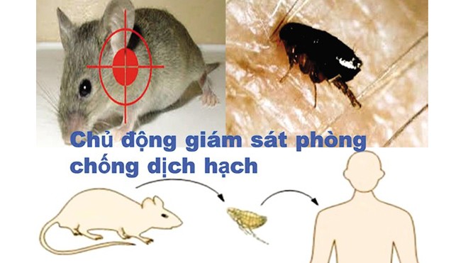 Theo các chuyên gia y tế, dịch hạch là bệnh truyền nhiễm nguy hiểm, chủ yếu lây lan từ chuột. ảnh minh họa