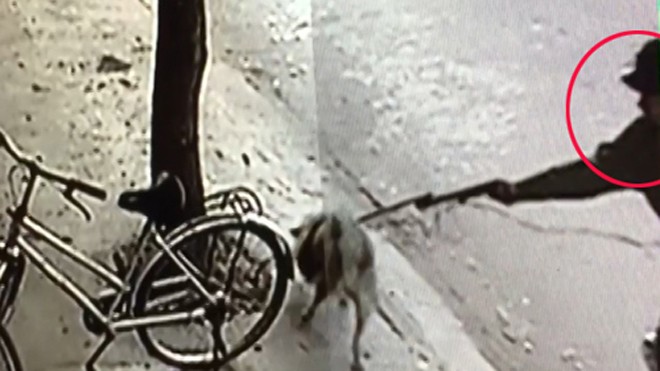 Cảnh dùng súng điện trộm chó táo tợn giữa Sài Gòn