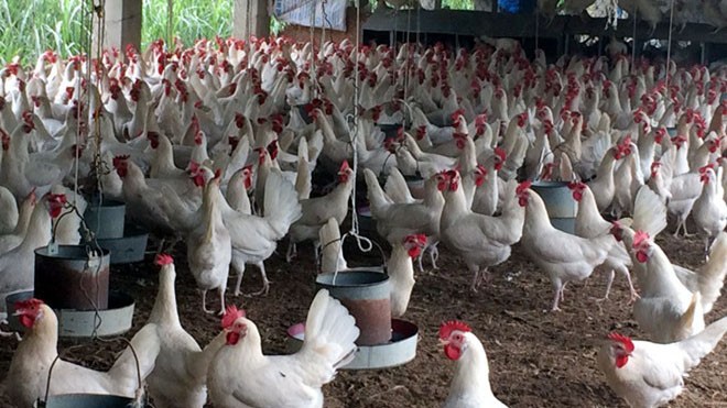 Thanh Hoá Thu nhập tiền tỷ nhờ mô hình chăn nuôi gà đẻ trứng an toàn  Ảnh  thời sự trong nước  Kinh tế  Thông tấn xã Việt Nam TTXVN