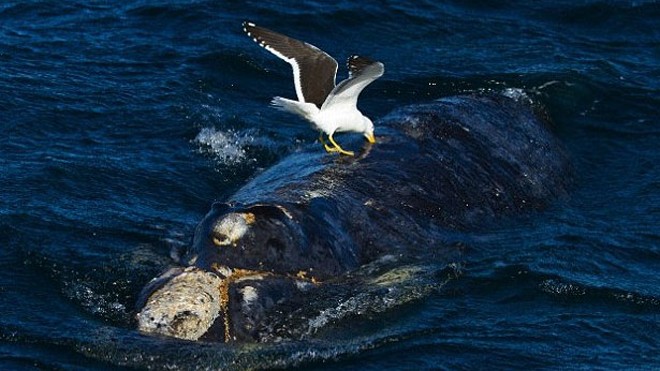 Hải âu 'liều mạng' tấn công cá voi đang bơi để ăn thịt