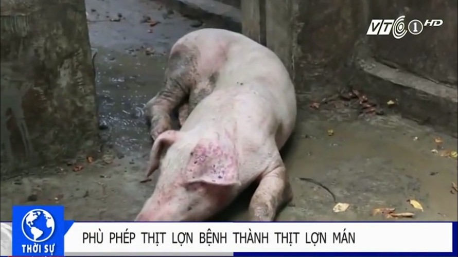 ‘Phù phép’ lợn ghẻ lở thành thịt lợn Mán