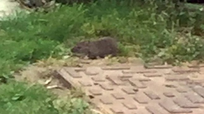 Một con chuột chạy trong vườn sau nhà bà Kimberly. Ảnh: SWNS.