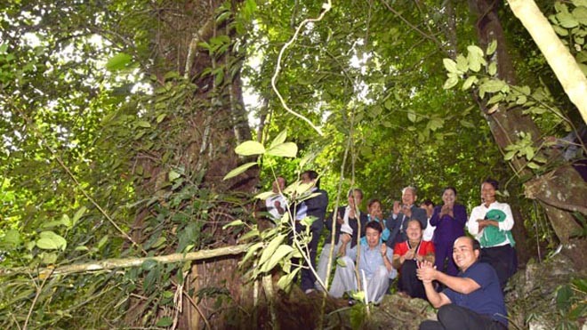 Một cây nghiến trong quần thể nghiến được vinh danh cây di sản ở VQG Xuân Sơn, Phú Thọ.