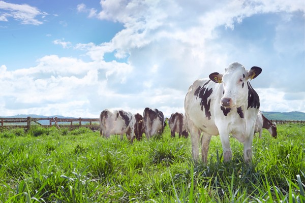 Vinamilk đạt chứng nhận trang trại bò sữa Organic đầu tiên ở Việt Nam 